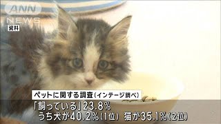 newsonjapan.com