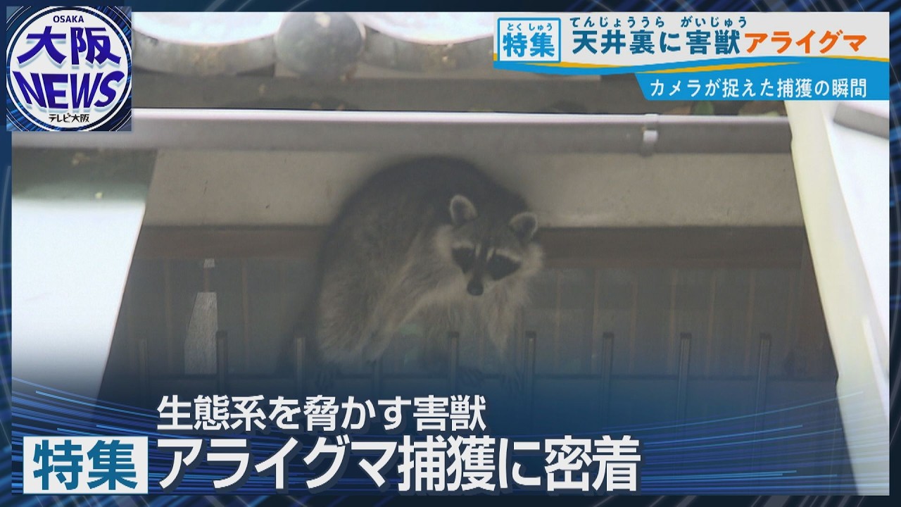 newsonjapan.com