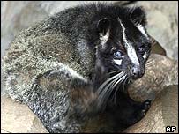 _39086992_civet_ap203.jpg