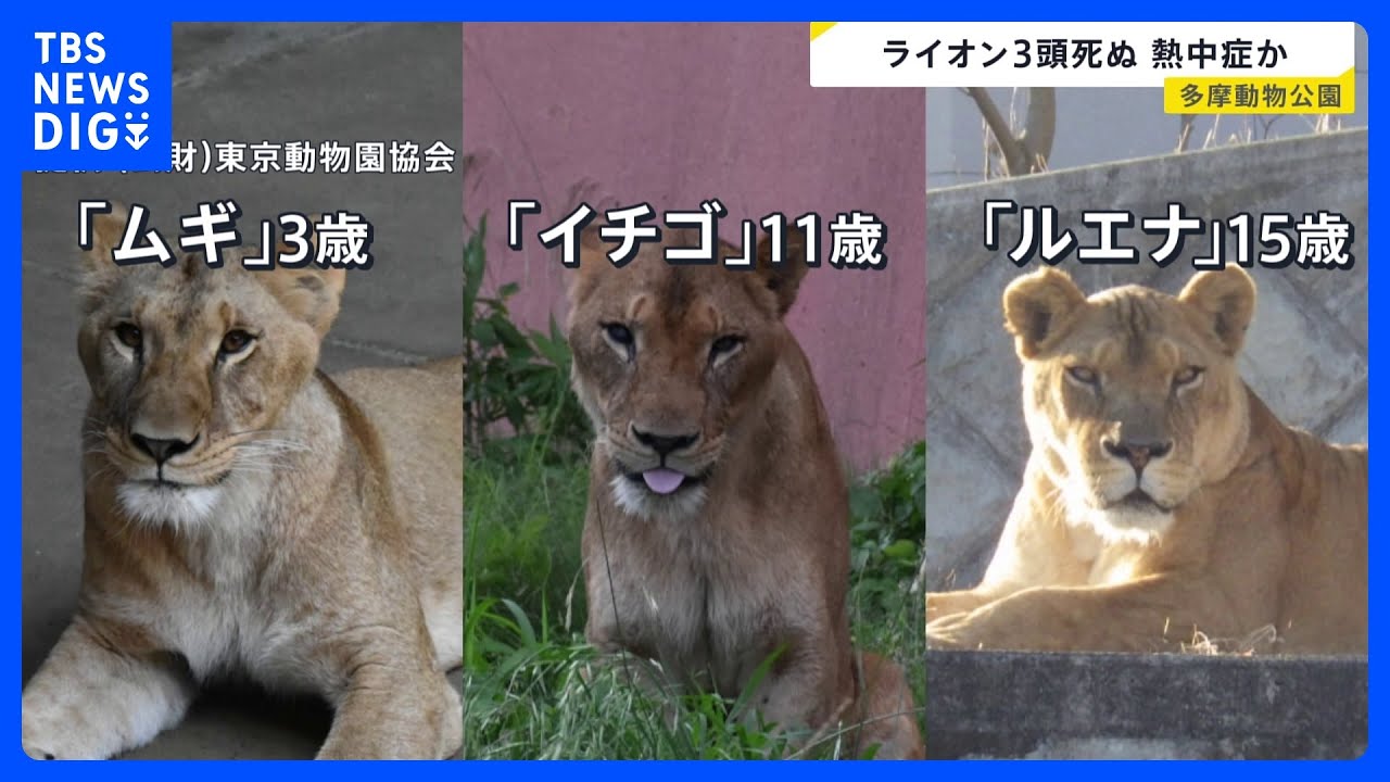 newsonjapan.com