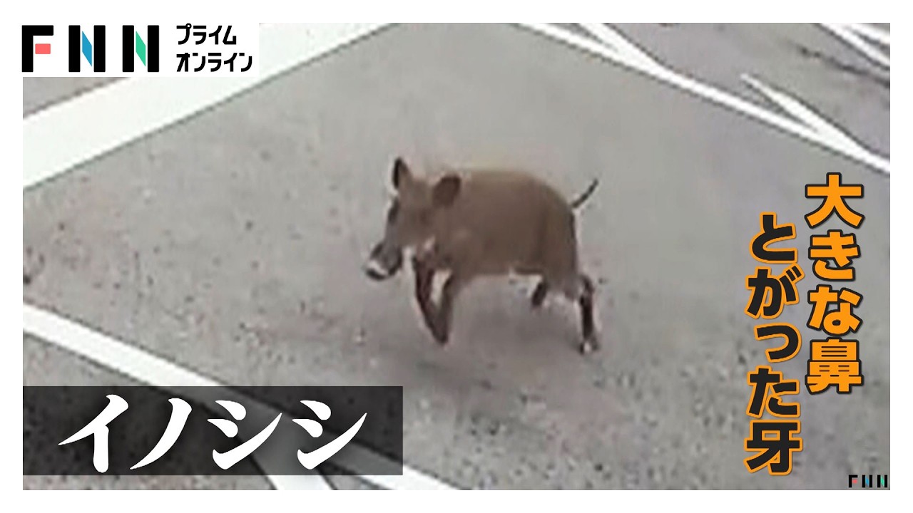 newsonjapan.com