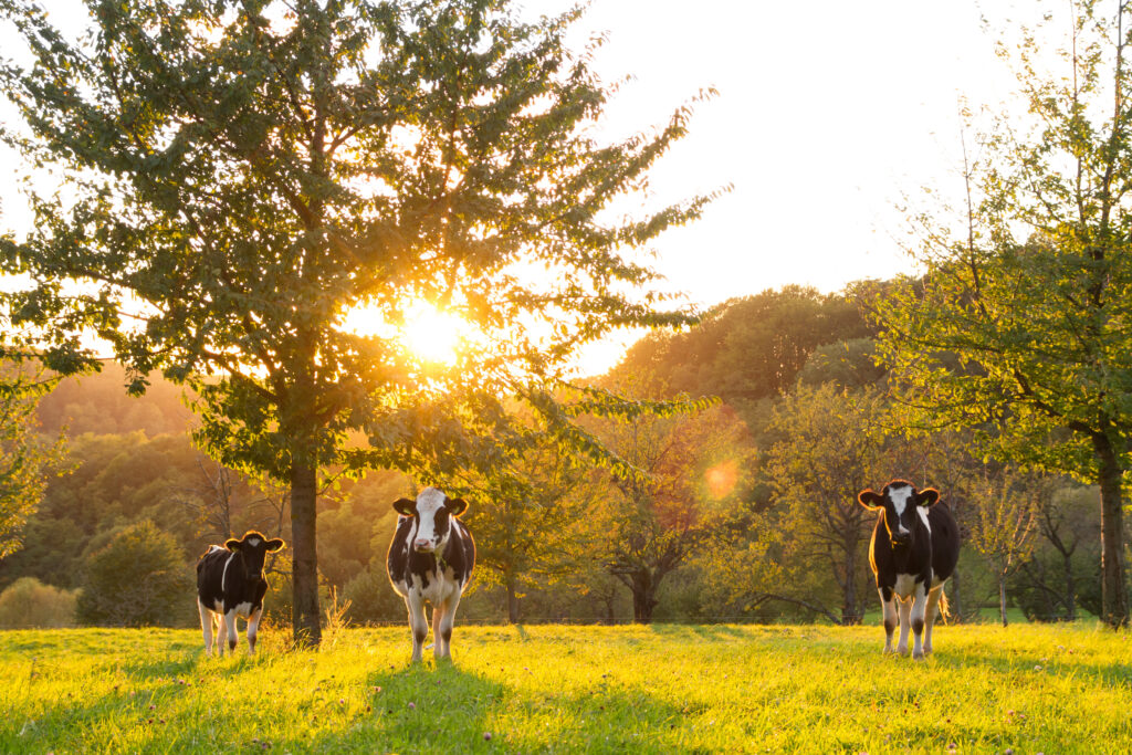 worldwithoutcows.com