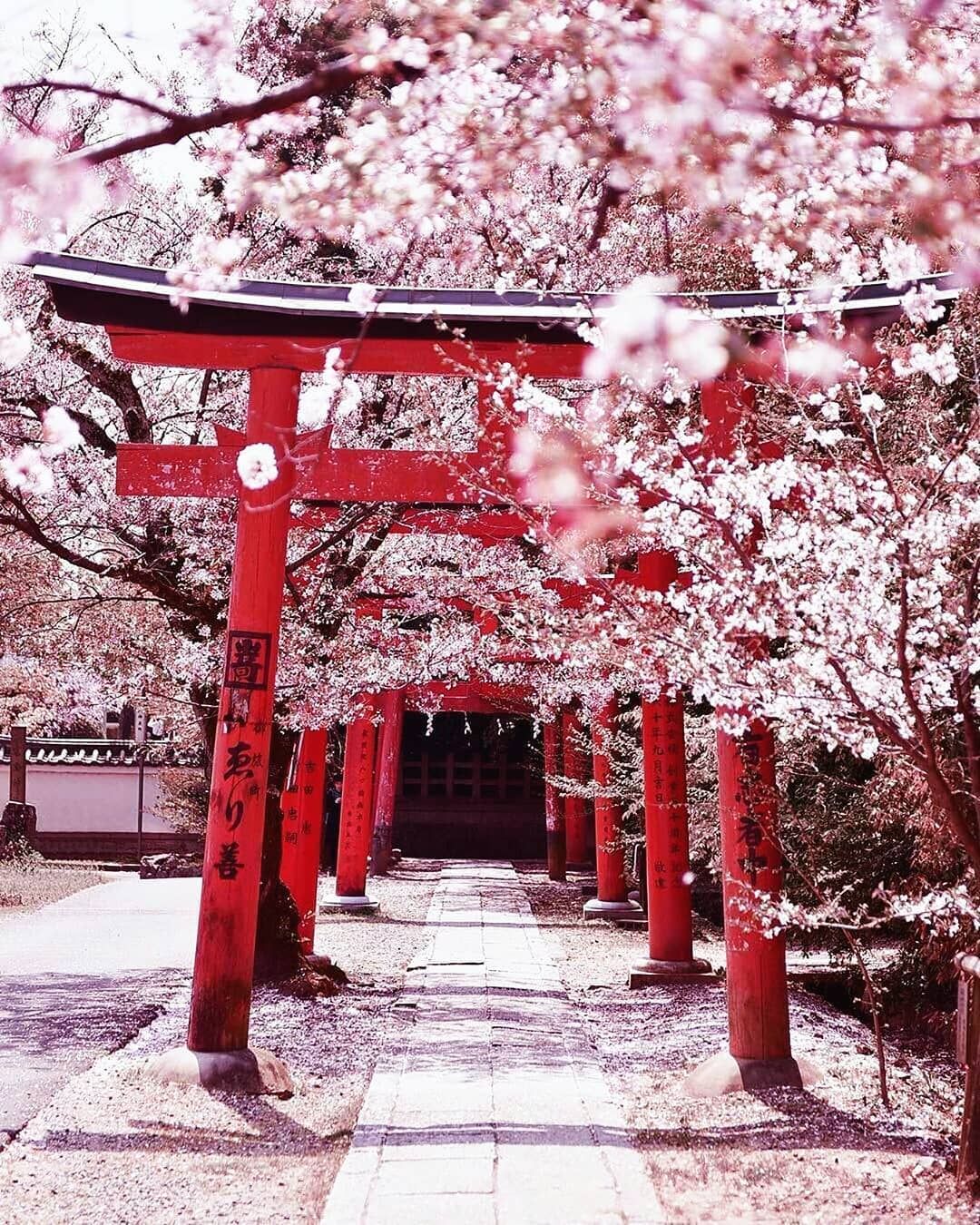 www.seekjapan.jp
