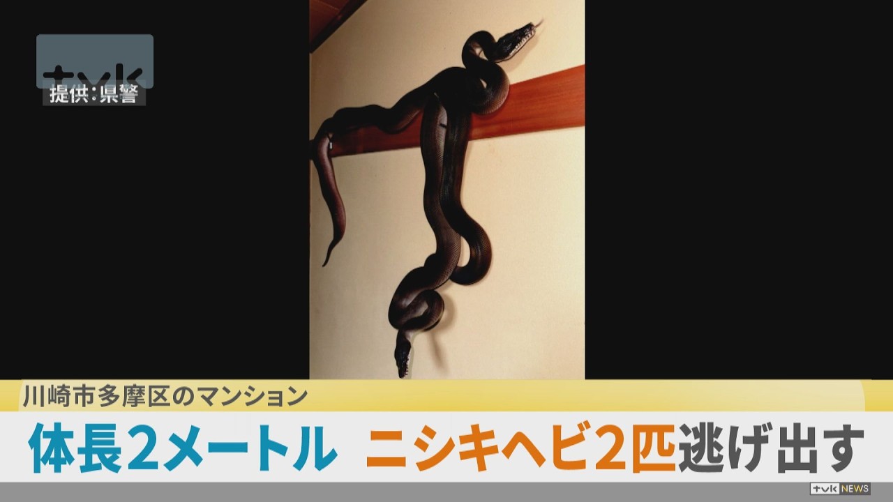 newsonjapan.com