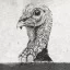 www.wildturkeybourbon.com